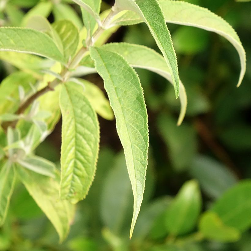 Buddleja davidii Nanho White - Sommerflieder (Foliage)