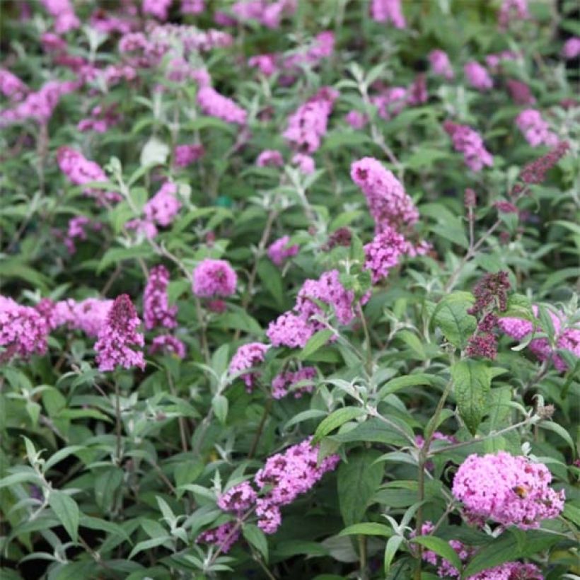 Buddleja davidii Pink Delight - Sommerflieder (Flowering)