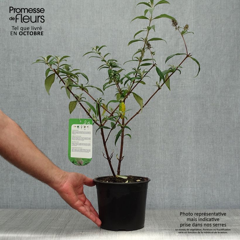 Example of Buddleja davidii Pink Delight - Sommerflieder Topf mit 3L/4L as you get in automne