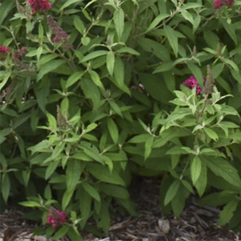 Buddleja davidii Prince Charming - Sommerflieder (Foliage)