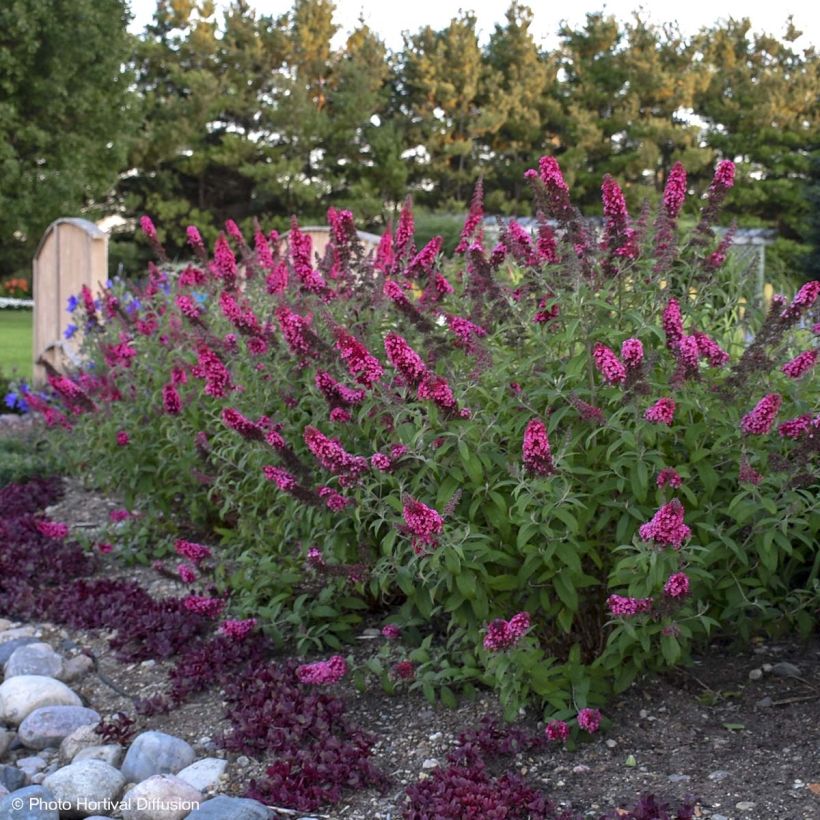 Buddleja davidii Prince Charming - Sommerflieder (Plant habit)