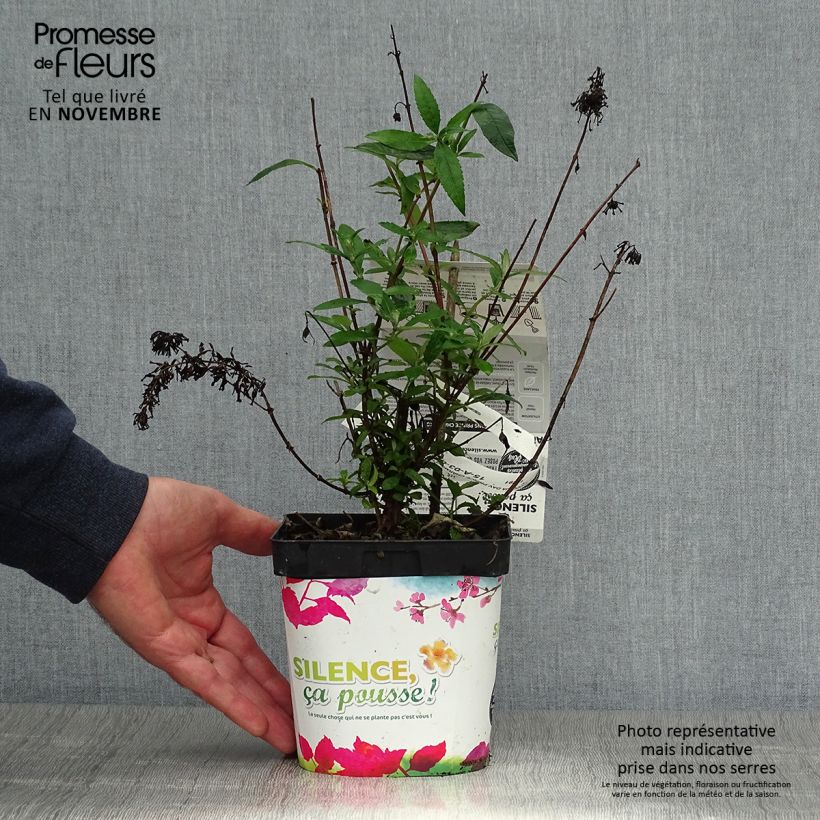 Example of Buddleja davidii Prince Charming - Sommerflieder Topf mit 2L/3L as you get in automne