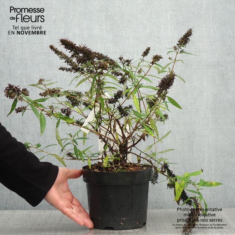 Example of Buddleja davidii Purple Emperor - Sommerflieder Topf mit 2L/3L as you get in automne