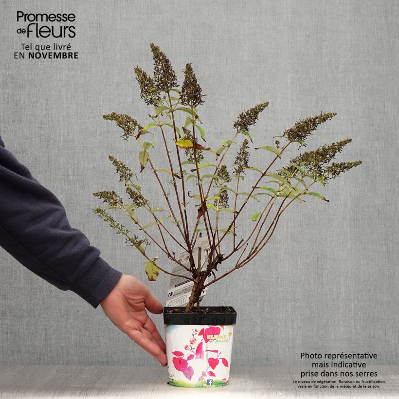 Example of Buddleja davidii Rêve de Papillon Pink - Sommerflieder Topf mit 2L/3L as you get in automne