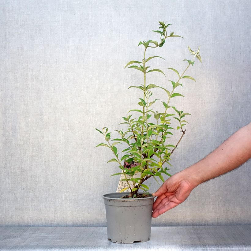 Exemplar von Buddleja davidii Rêve de Papillon Pink - Sommerflieder Topf mit 2L/3L wie im Sommer geliefert