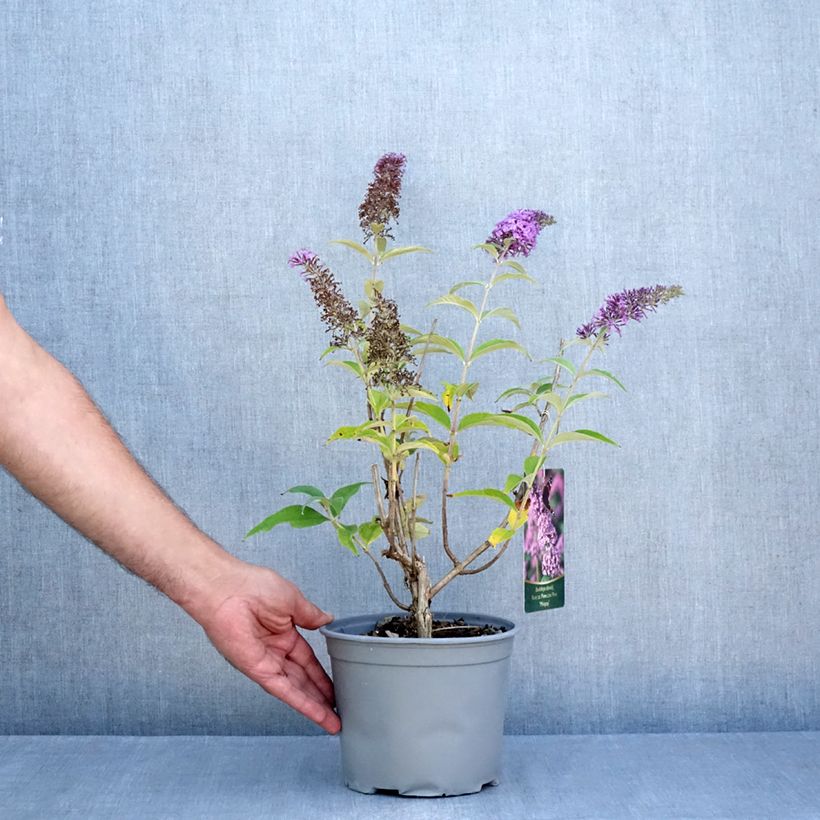 Exemplar von Buddleja davidii Rêve de Papillon Pink - Sommerflieder Topf mit 4L/5L wie im Sommer geliefert