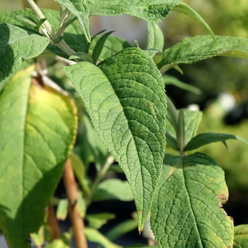 Buddleja davidii Rêve de Papillon Pink - Sommerflieder (Foliage)