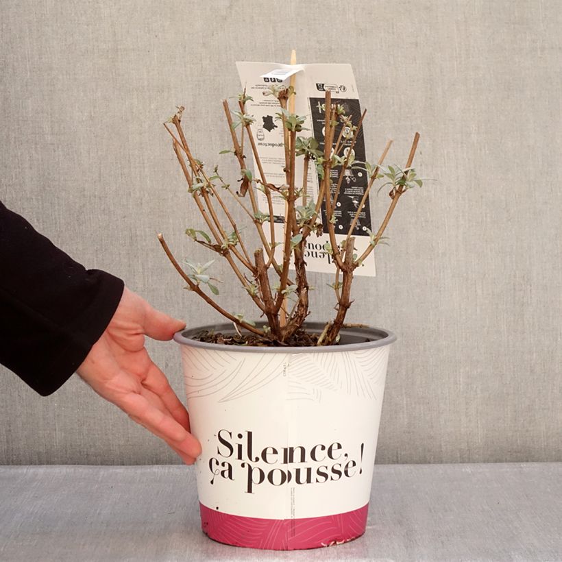 Exemplar von Buddleia davidii Rêve de Papillon Violet - Sommerflieder Topf mit 2L/3L wie im Winter geliefert