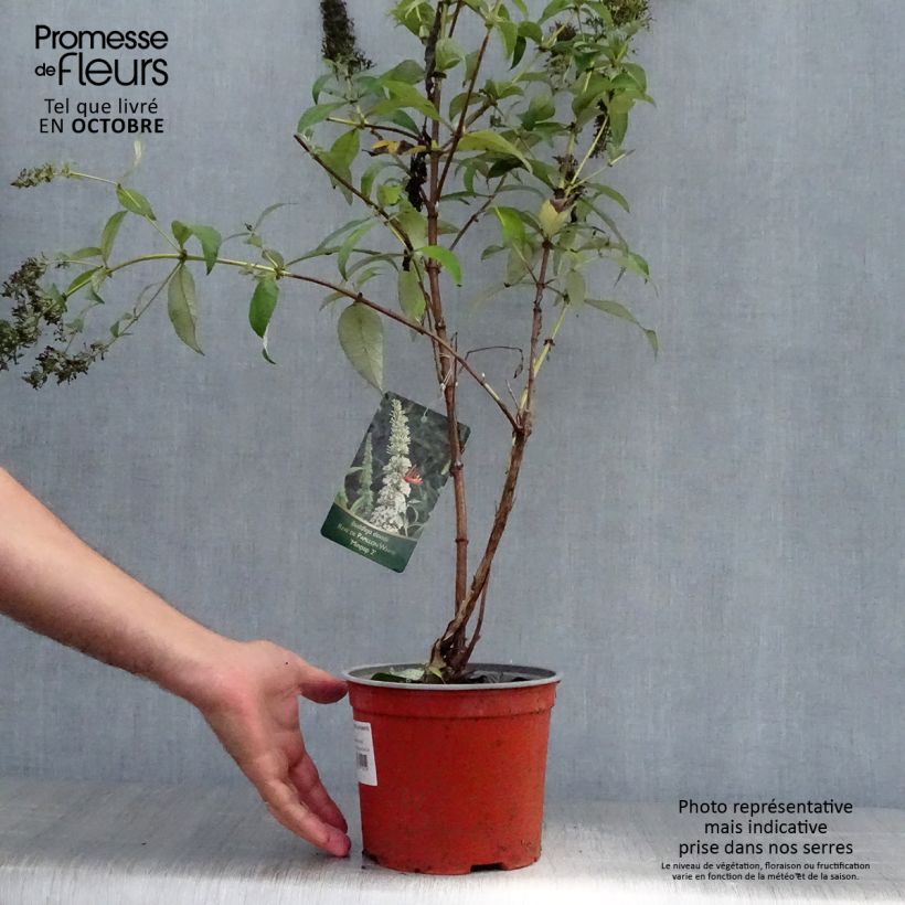Example of Buddleja davidii Rêve de Papillon Blanc - Sommerflieder Topf mit 2L/3L as you get in automne