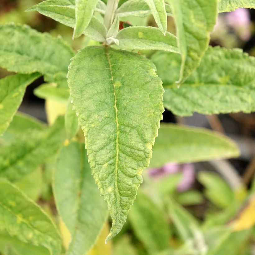 Buddleja davidii Rêve de Papillon Blanc - Sommerflieder (Foliage)