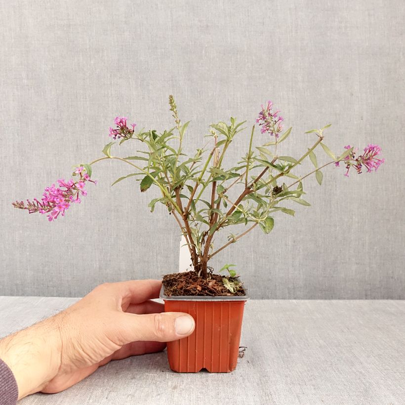 Exemplar von Buddleja davidii Sophie - Sommerflieder Kleine Töpfe von 8/9 cm wie im Herbst geliefert