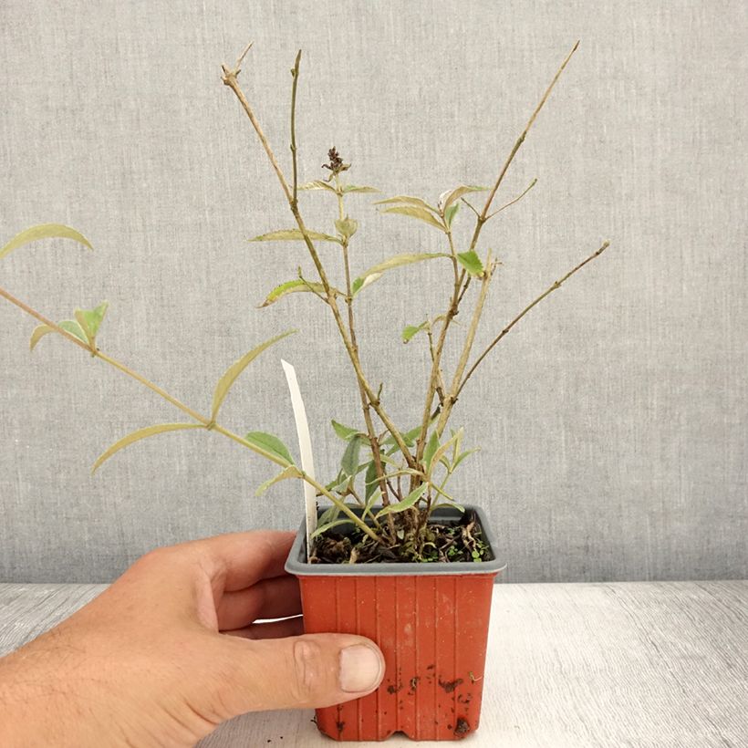 Example of Buddleja davidii Sophie - Sommerflieder Kleine Töpfe von 8/9 cm as you get in ete