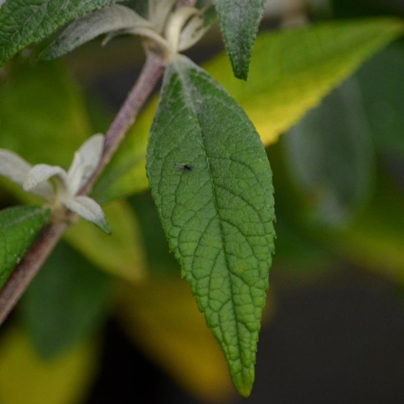 Buddleja davidii Summer Beauty - Sommerflieder (Foliage)