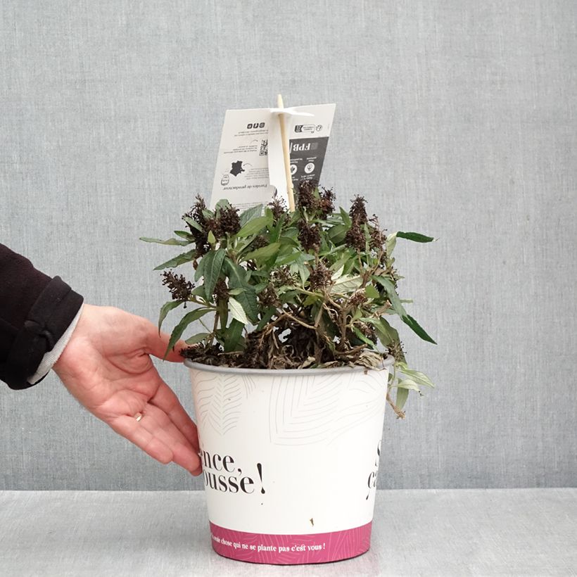 Exemplar von Buddleia davidii Tiny Buddy Deep Blue - Sommerflieder Topf mit 4L/5L wie im Herbst geliefert