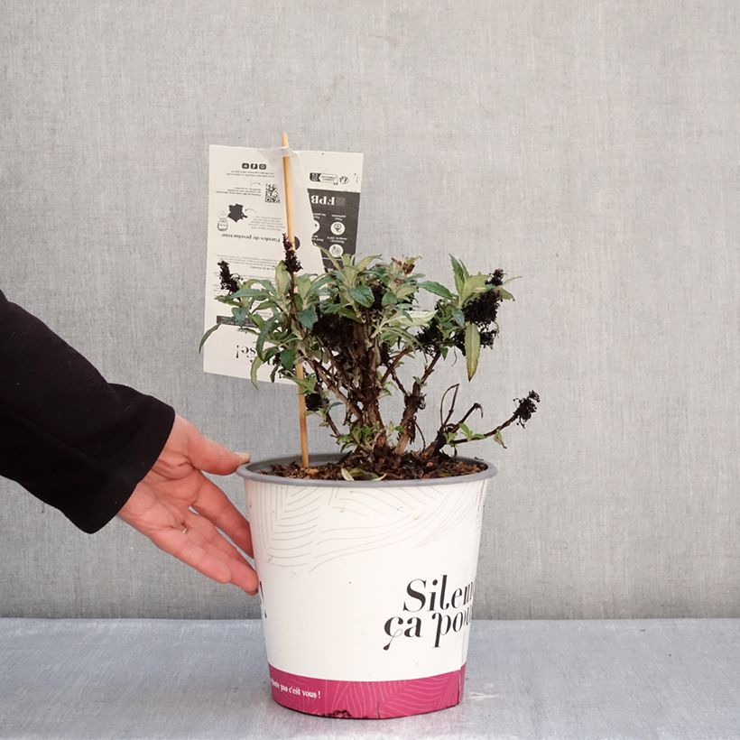 Exemplar von Buddleia davidii Tiny Buddy Deep Blue - Sommerflieder Topf mit 4L/5L wie im Winter geliefert