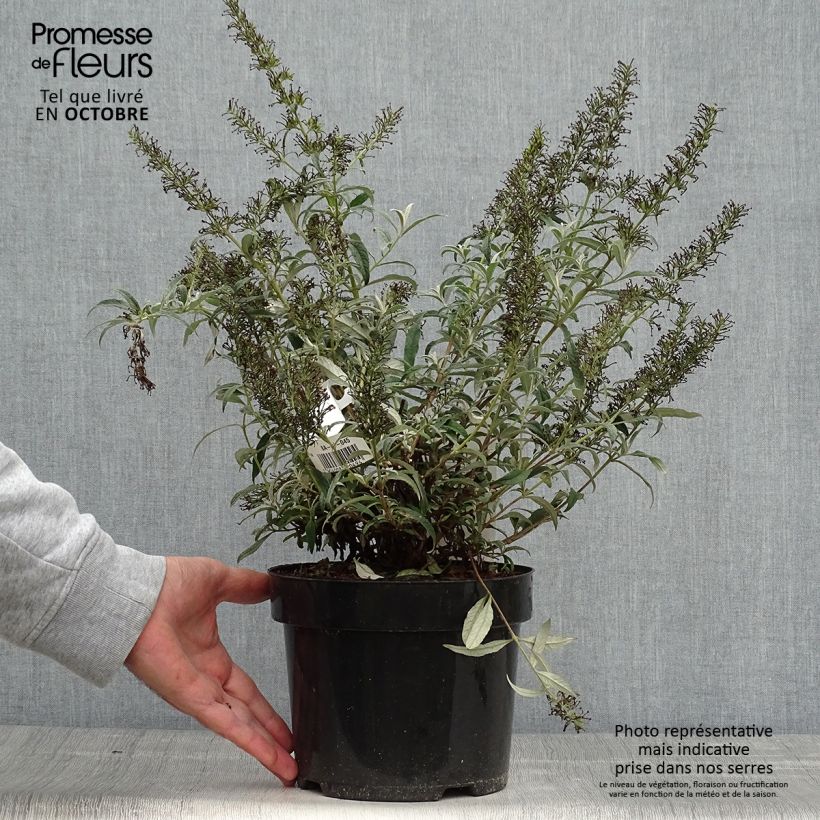 Example of Buddleja davidii White Ball - Sommerflieder Topf mit 3L/4L as you get in automne
