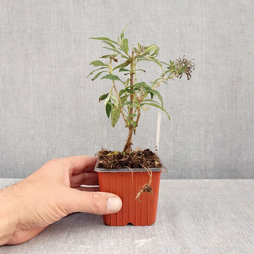 Exemplar von Buddleja davidii White Profusion - Sommerflieder Kleine Töpfe von 8/9 cm wie im Herbst geliefert