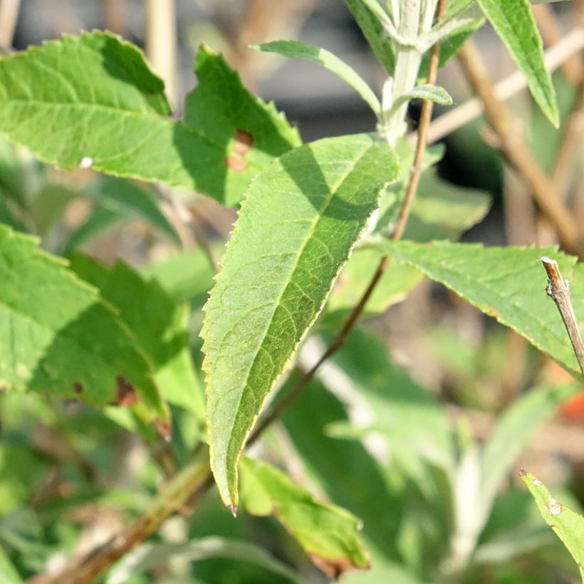 Buddleja davidii White Profusion - Sommerflieder (Foliage)