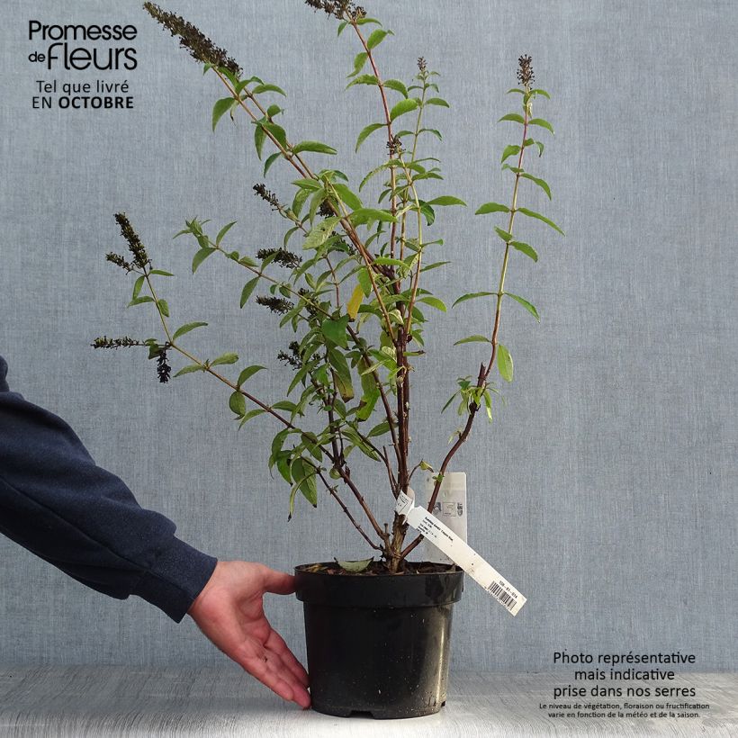 Example of Buddleja davidii Empire Blue - Sommerflieder Topf mit 2L/3L as you get in automne