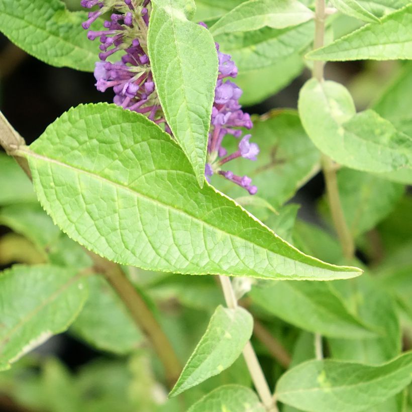 Buddleja davidii Empire Blue - Sommerflieder (Foliage)