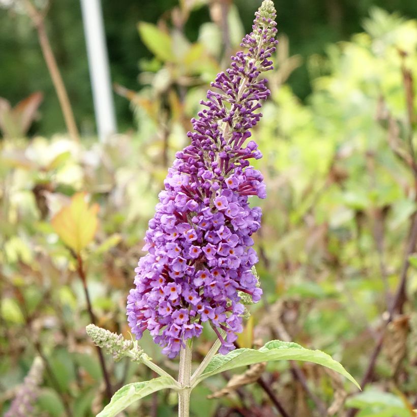 Buddleja davidii Empire Blue - Sommerflieder (Flowering)