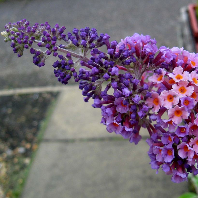 Buddleja Flower Power - Sommerflieder (Flowering)