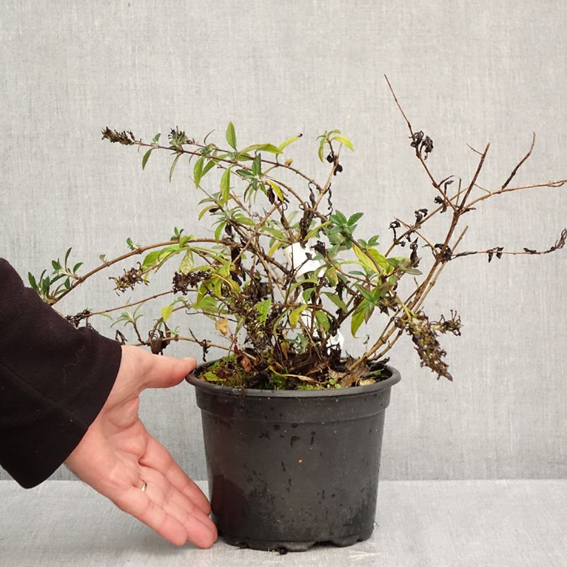 Exemplar von Buddleja davidii Free Petite Lavender Flow - Sommerflieder Topf mit 2L/3L wie im Herbst geliefert