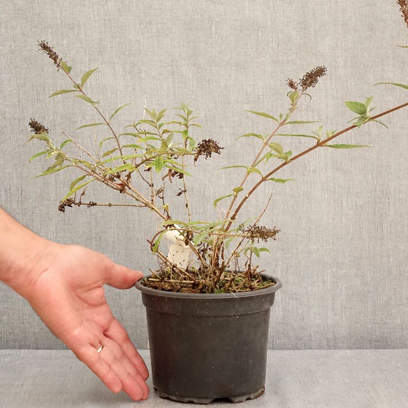 Example of Buddleja davidii Free Petite Lavender Flow - Sommerflieder Topf mit 2L/3L as you get in ete