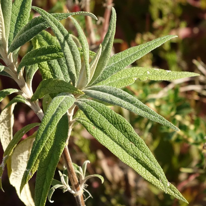 Buddleja globosa - Kugelblütiger Sommerflieder (Foliage)