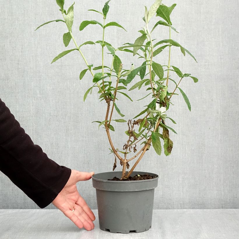 Exemplar von Buddleja globosa - Kugelblütiger Sommerflieder Topf mit 3L/4L wie im Herbst geliefert