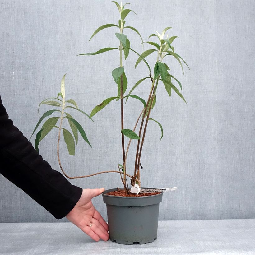 Example of Buddleja globosa - Kugelblütiger Sommerflieder Topf mit 3L/4L as you get in hiver