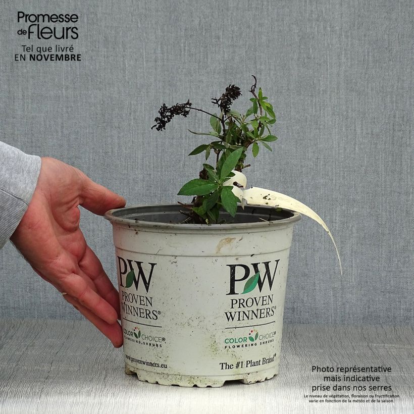 Example of Buddleja davidii Lilac Chip - Sommerflieder Topf mit 2L/3L as you get in automne