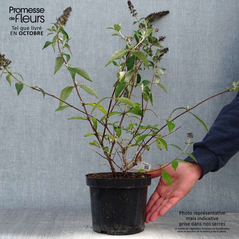 Example of Buddleja Lochinch - Sommerflieder Topf mit 2L/3L as you get in automne