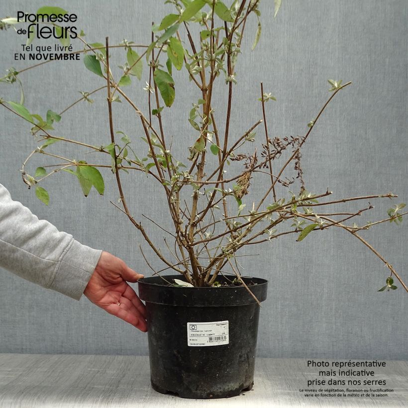 Example of Buddleja Lochinch - Sommerflieder Topf mit 7,5L/10L as you get in automne