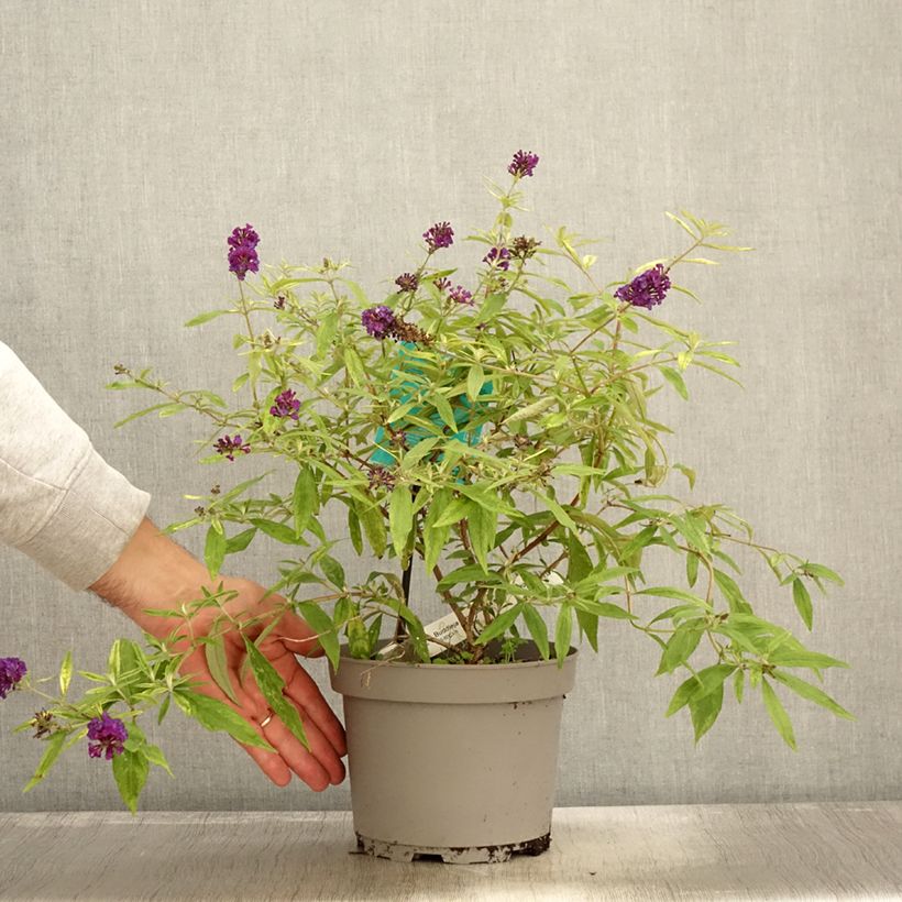 Example of Buddleia Magda's Gold Knight - Sommerflieder Topf mit 3L/4L as you get in automne