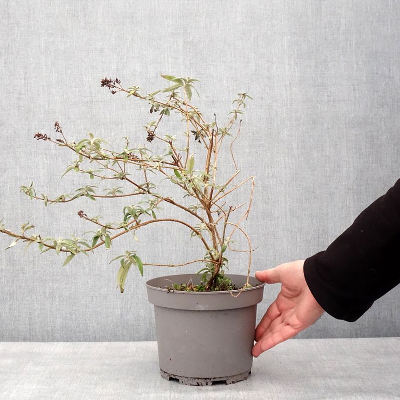 Exemplar von Buddleia Magda's Gold Knight - Sommerflieder Topf mit 3L/4L wie im Winter geliefert