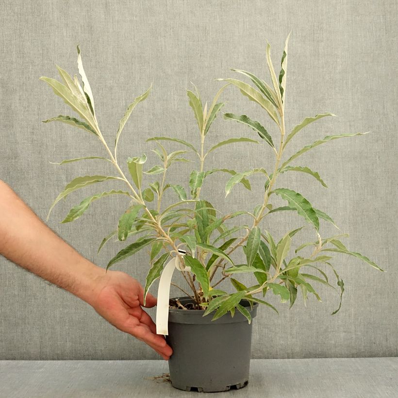 Exemplar von Buddleia megalocephala - Sommerflieder Topf mit 3L/4L wie im Sommer geliefert