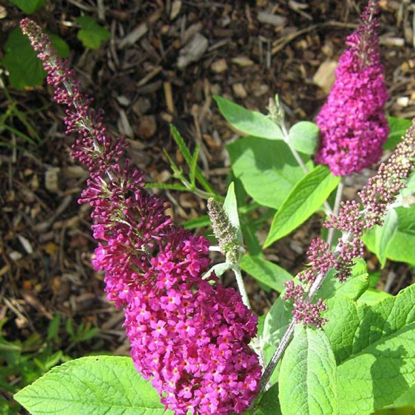 Buddleja Miss Ruby - Sommerflieder (Flowering)