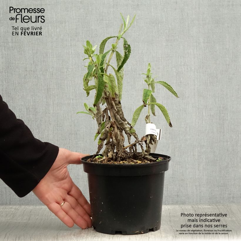 Example of Buddleja Orange Sceptre - Sommerflieder Topf mit 3L/4L as you get in hiver