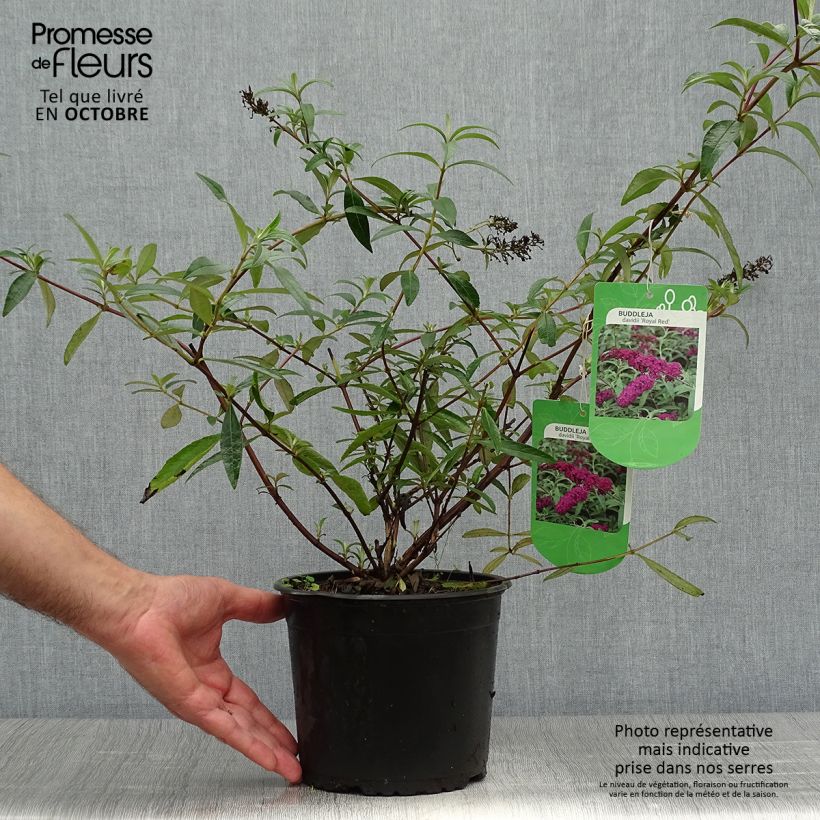 Example of Buddleja davidii Royal Red - Sommerflieder Topf mit 2L/3L as you get in automne