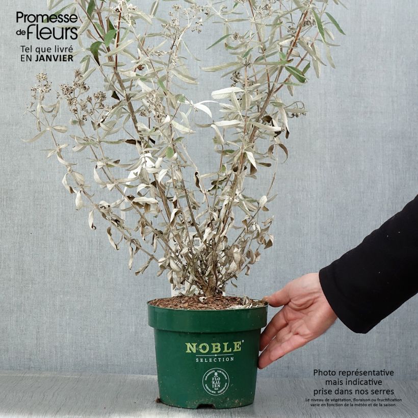 Exemplar von Buddleja Silver Anniversary - Sommerflieder Topf mit 3L/4L wie im Winter geliefert
