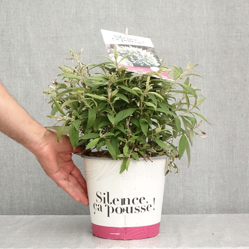 Exemplar von Buddleja Tiny Buddy White - Sommerflieder Topf mit 4L/5L wie im Herbst geliefert