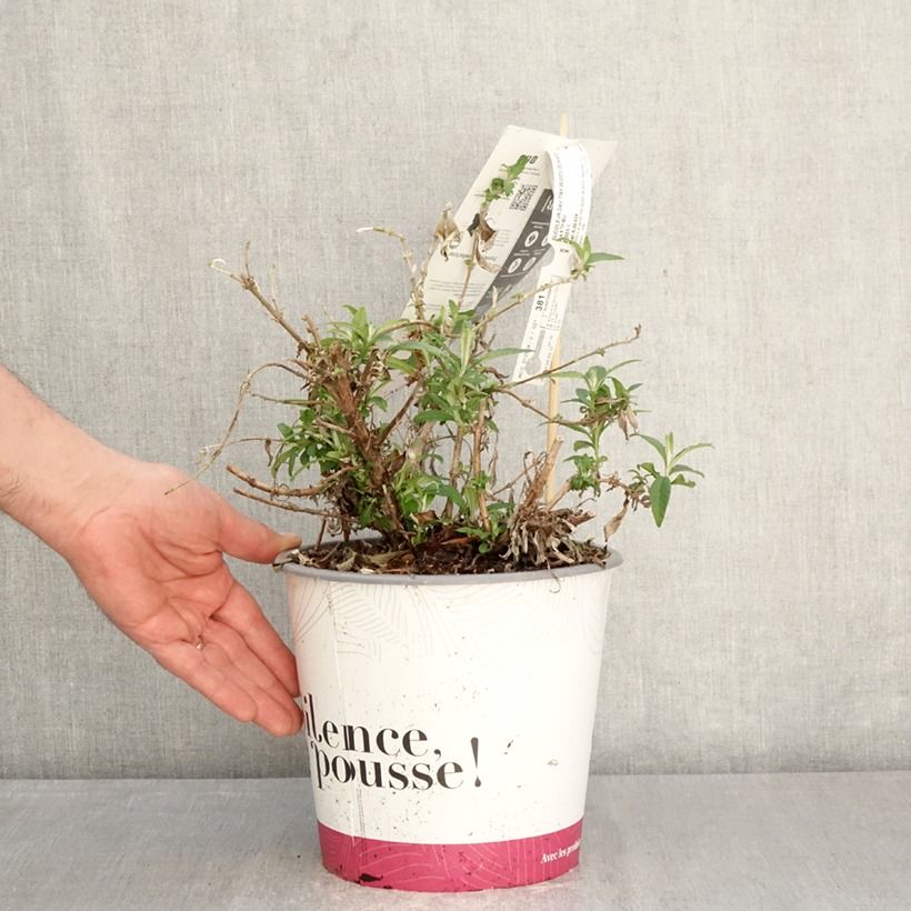 Exemplar von Buddleja Tiny Buddy White - Sommerflieder Topf mit 4L/5L wie im Frühjahr geliefert