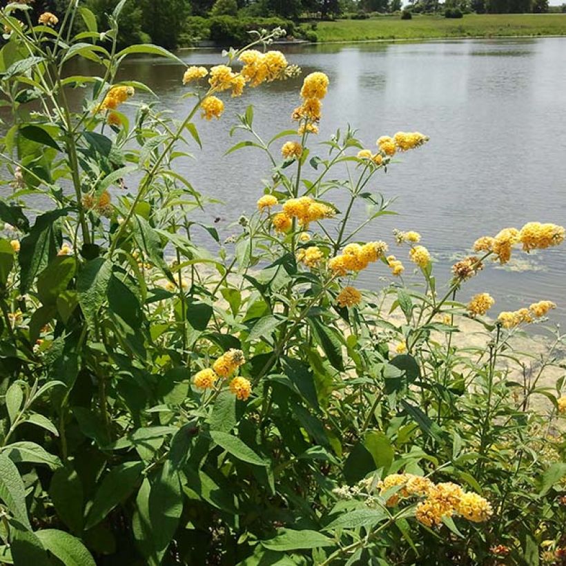 Buddleja weyeriana Sungold - Sommerflieder (Flowering)