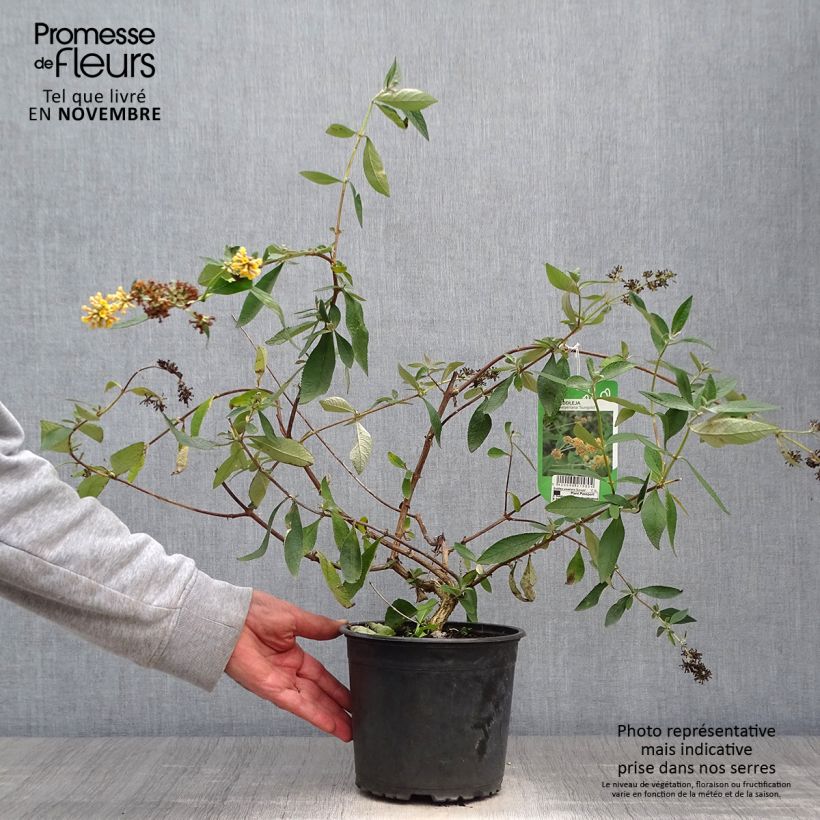 Example of Buddleja weyeriana Sungold - Sommerflieder Topf mit 2L/3L as you get in automne