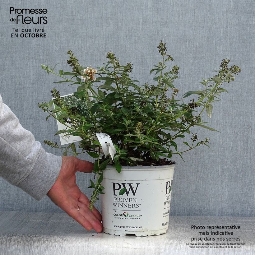 Example of Buddleja White Chip - Sommerflieder Topf mit 2L/3L as you get in automne
