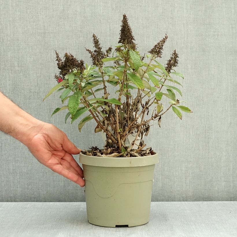 Exemplar von Buddleja Butterfly Candy Little Cerise - Sommerflieder Topf mit 3L/4L wie im Sommer geliefert