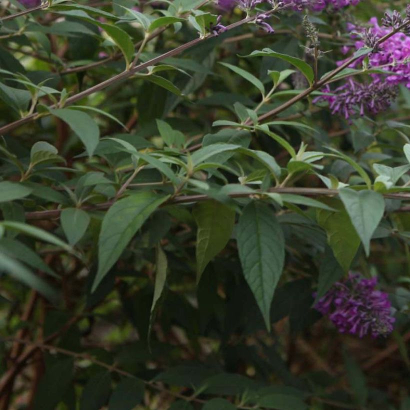 Buddleja davidii Argus Velvet - Sommerflieder (Foliage)