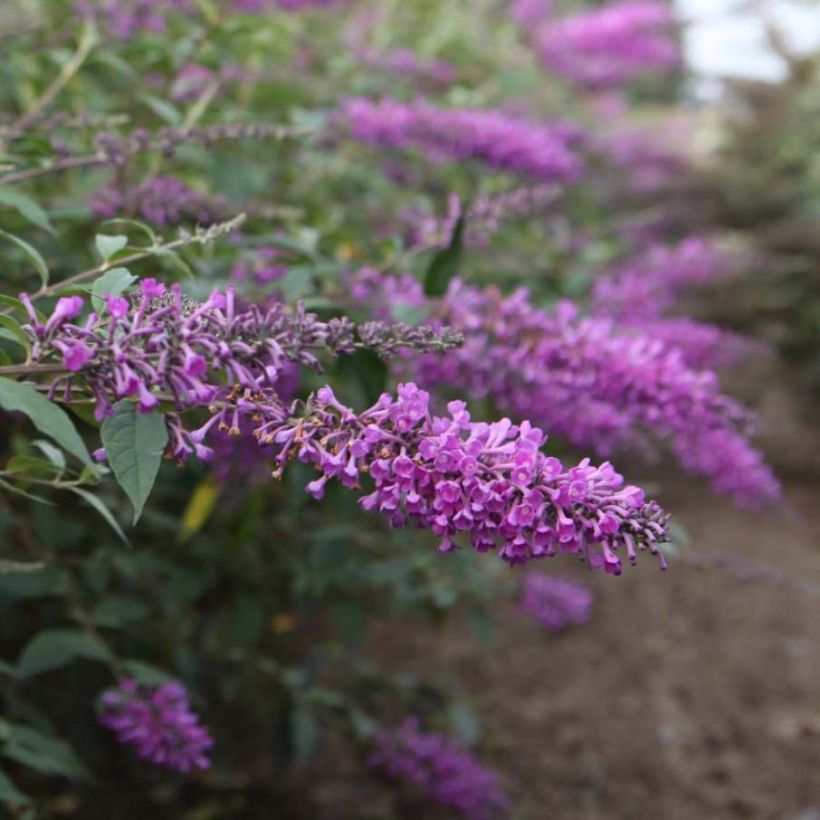 Buddleja davidii Argus Velvet - Sommerflieder (Flowering)