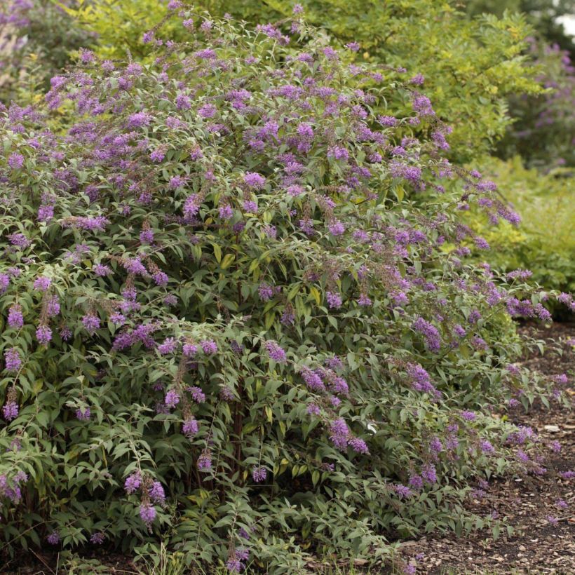 Buddleja davidii Argus Velvet - Sommerflieder (Plant habit)
